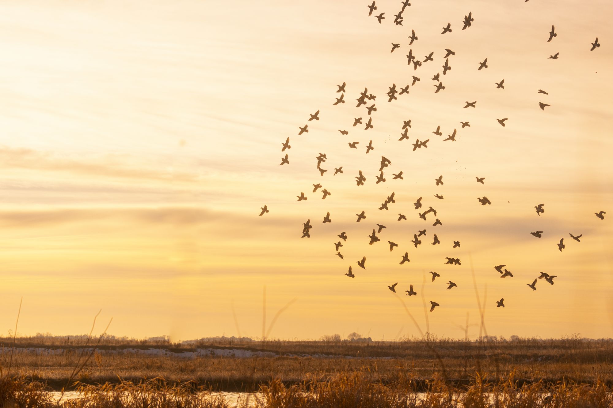 Ducks over the Platte River at sunset