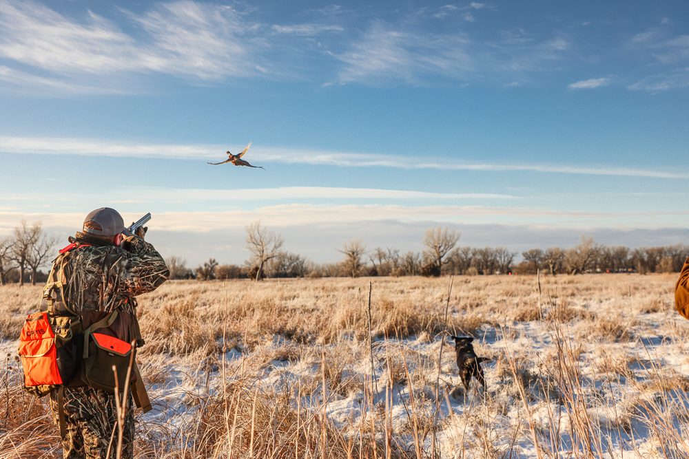 Upland bird hunting at River Lodge