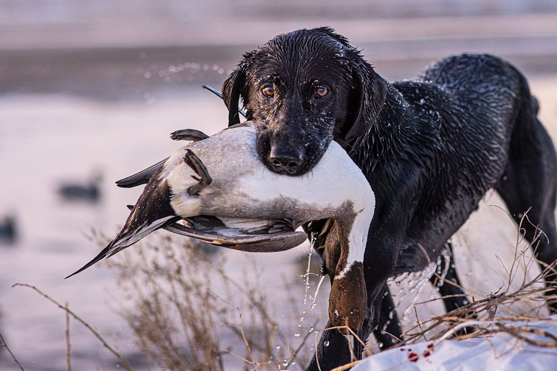 River Lodge Outfitters on Instagram